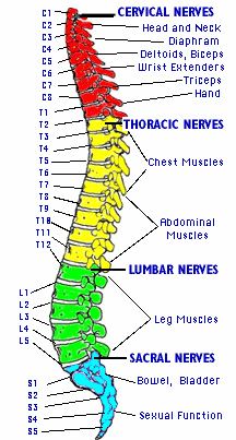 spinal map