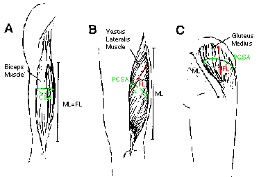 Muscle Architecture