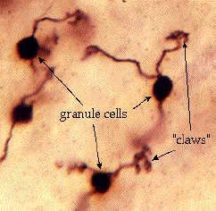 Cell Granule