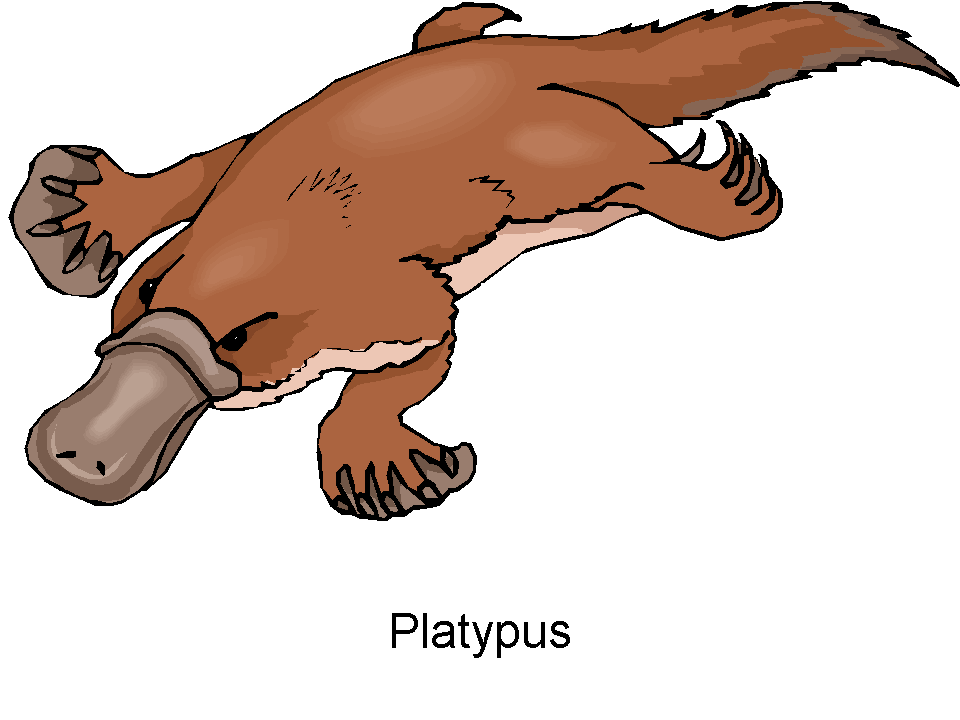 Platypus Tail